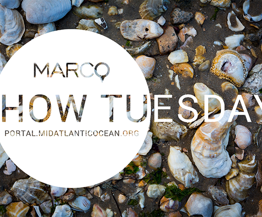 Watch: Coastal and Ocean Acidification Data Webinar