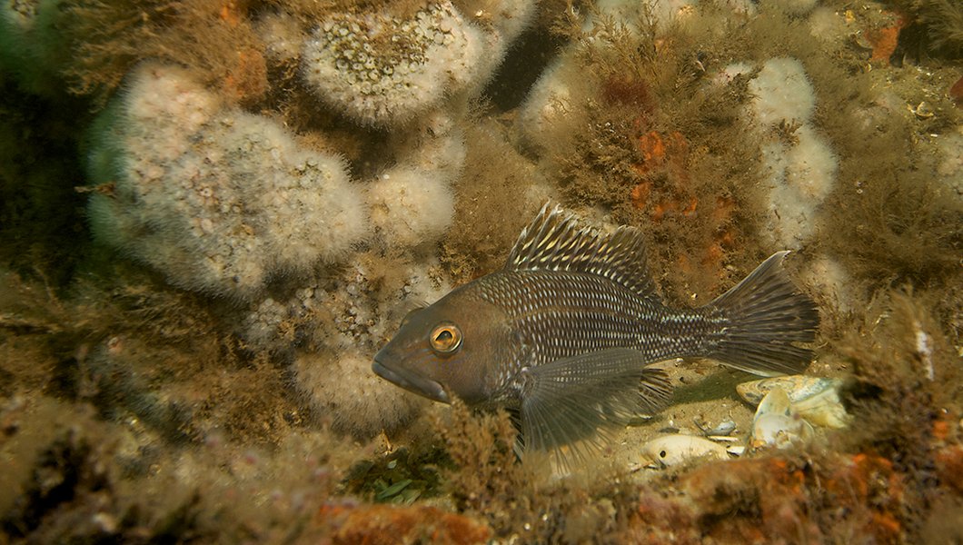 Juvinile Sea Bass