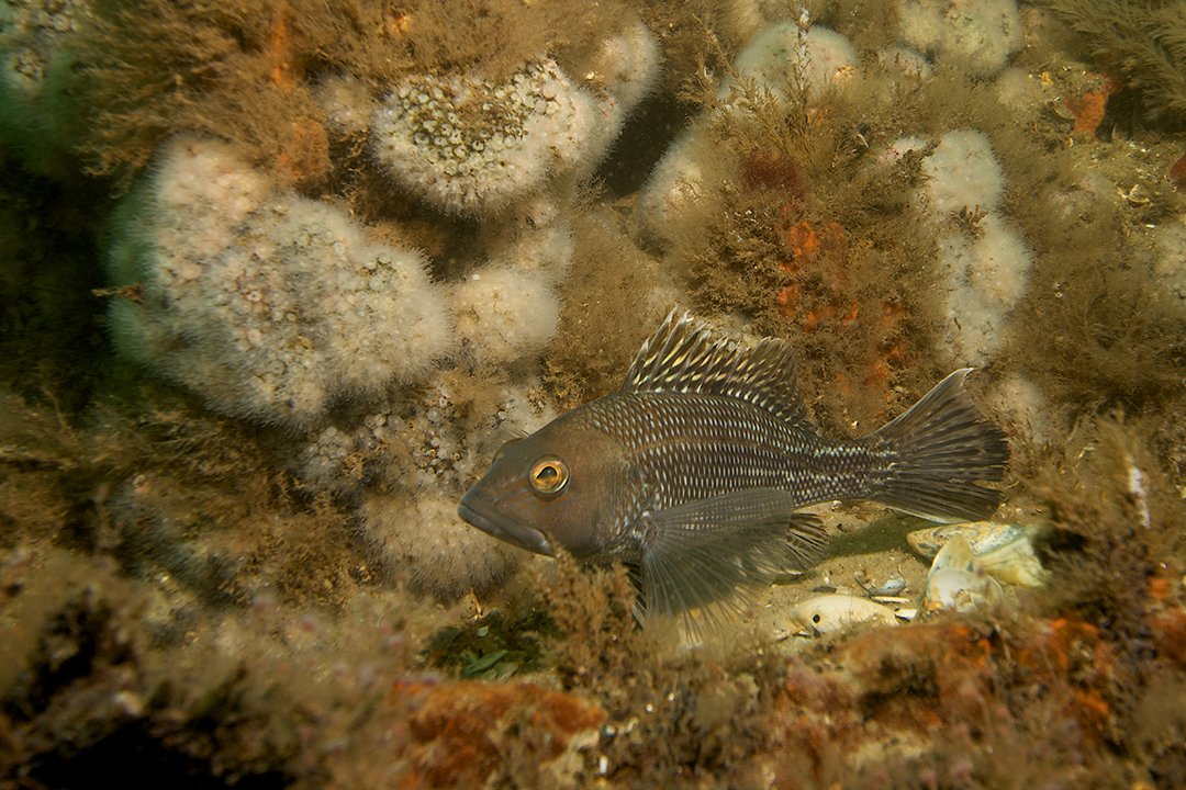 Juvinile Sea Bass