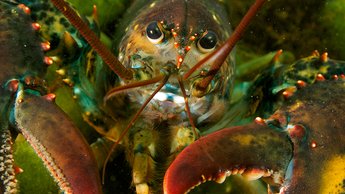 Closeup image of a lobster