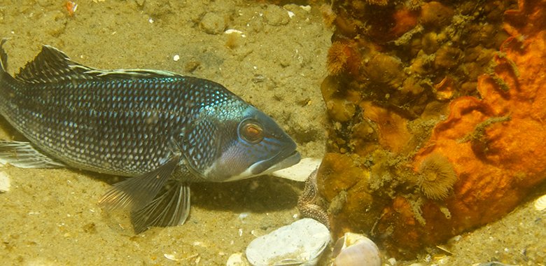 Coastal Fish Trawl Surveys
