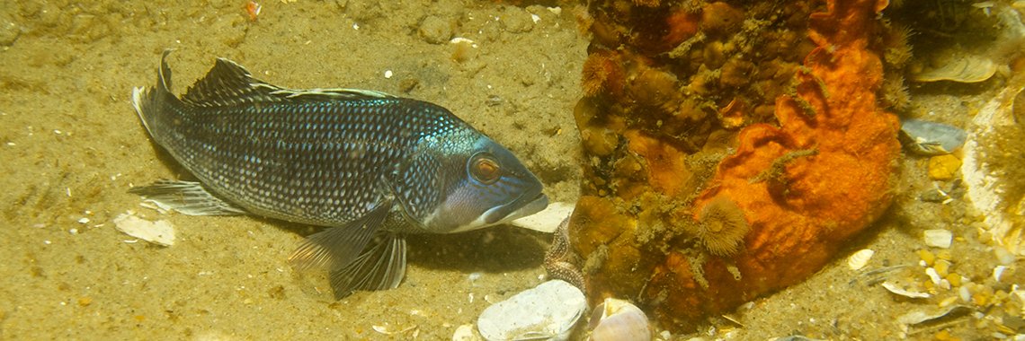 A black sea bass along the ocean floor