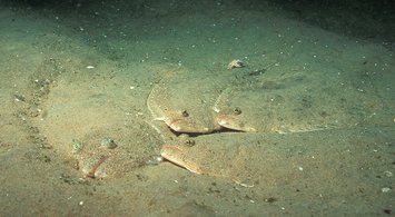 Updated Maps of Fish Distribution and Abundance