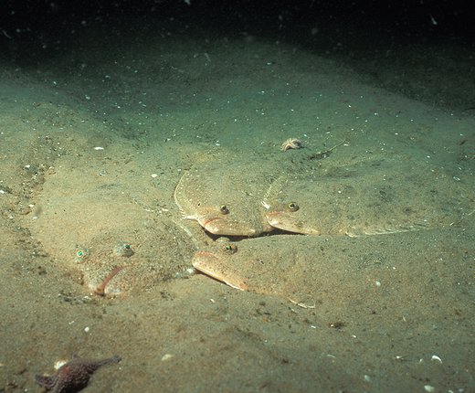 Updated Maps of Fish Distribution and Abundance