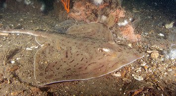 Spring Fish Data Added to Marine Life Library; Marine Mammals Updated