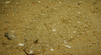 Maps Show Significant Shifts by Mid-Atlantic Fish Species