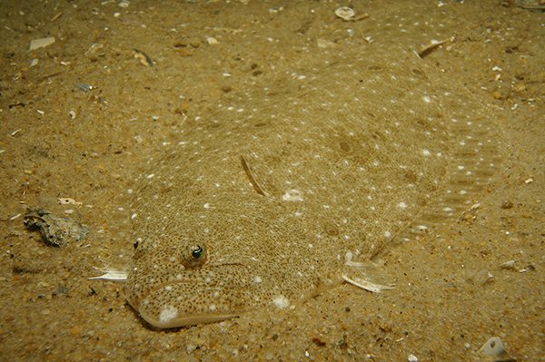 Marine Life Library (Species Specific)