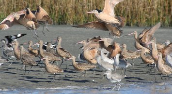 New Map Collections for Mid-Atlantic Birds, Fishes & Marine Mammals 