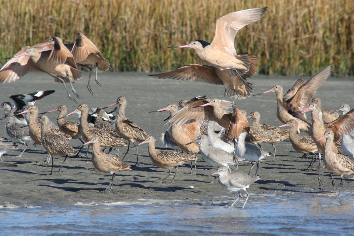 Birds