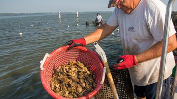 An aquaculture worker holding a basket of oysters