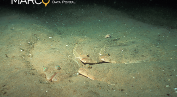 Video Rewind: Earth Day Shifting Species Webinar