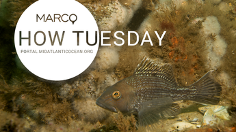 A black sea bass along the seafloor