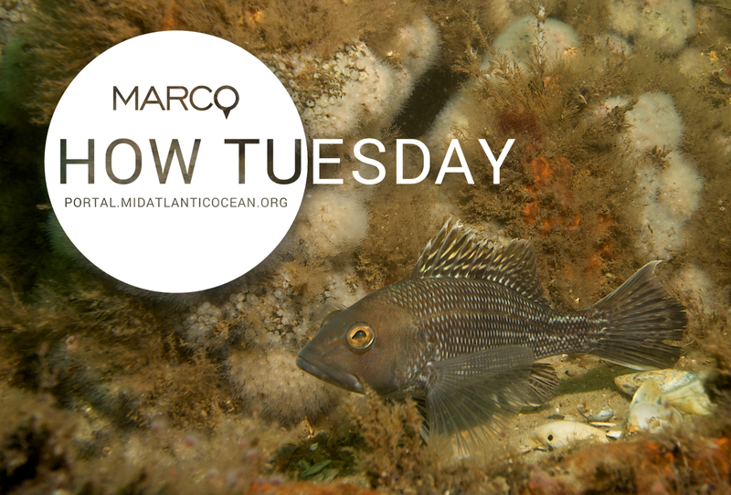 A black sea bass along the seafloor
