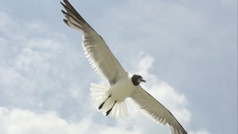 laughing gull