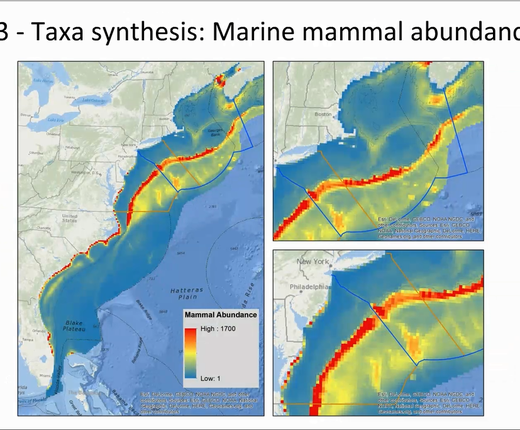Video Rewind: Marine Life & Data Analysis Team (MDAT) Webinar