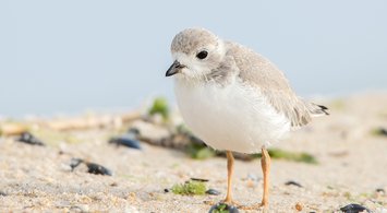 Maps Show Critical Habitat Areas for Shorebirds Including Red Knot, Piping Plover
