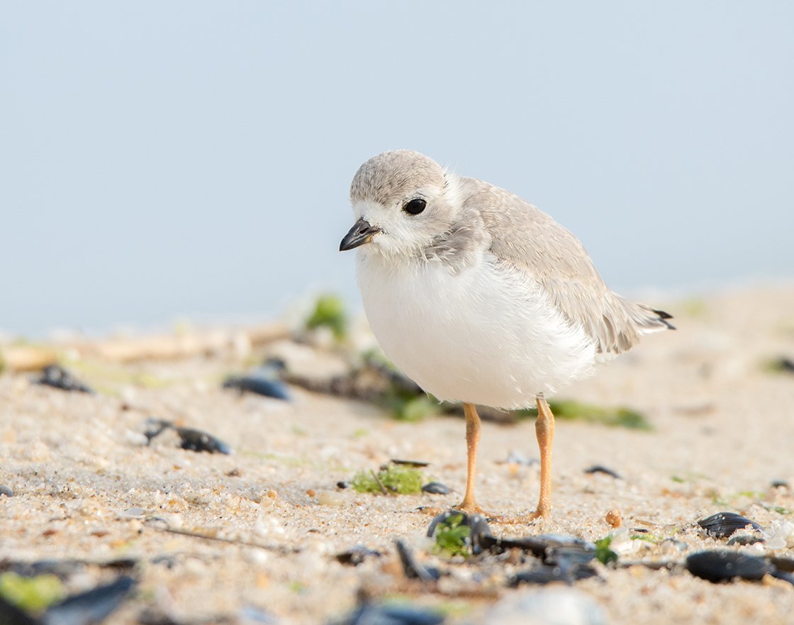A juvenile piping plover