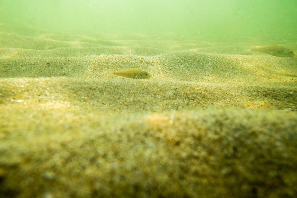 sandy sea bottom