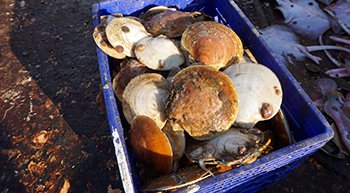 Map Shows Reproductive Potential of Atlantic Sea Scallop Across Most of the Species’ Range
