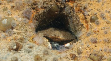 Monthly Sliders Show Surface Data for pH, pCO2, H+, Aragonite Saturation from 2018-22