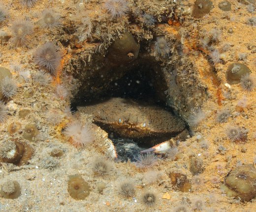 Seafloor Habitat Theme Launched with New Modeled Shoals Map