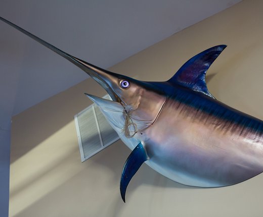 Past and Future Habitat Suitability of Highly Migratory Species