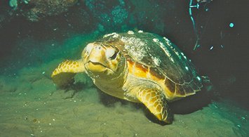 Note: Update to Leatherback Sea Turtle Maps
