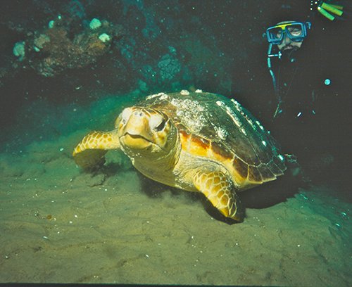 turtle