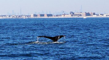 Marine Life Data Webinar: July 2019