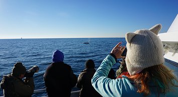 See Mid-Atlantic’s Top Areas for Whale and Dolphin Watch Tours