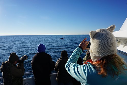 whale watchers