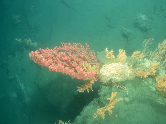 Shining a Light on Region’s Deep-Sea Corals